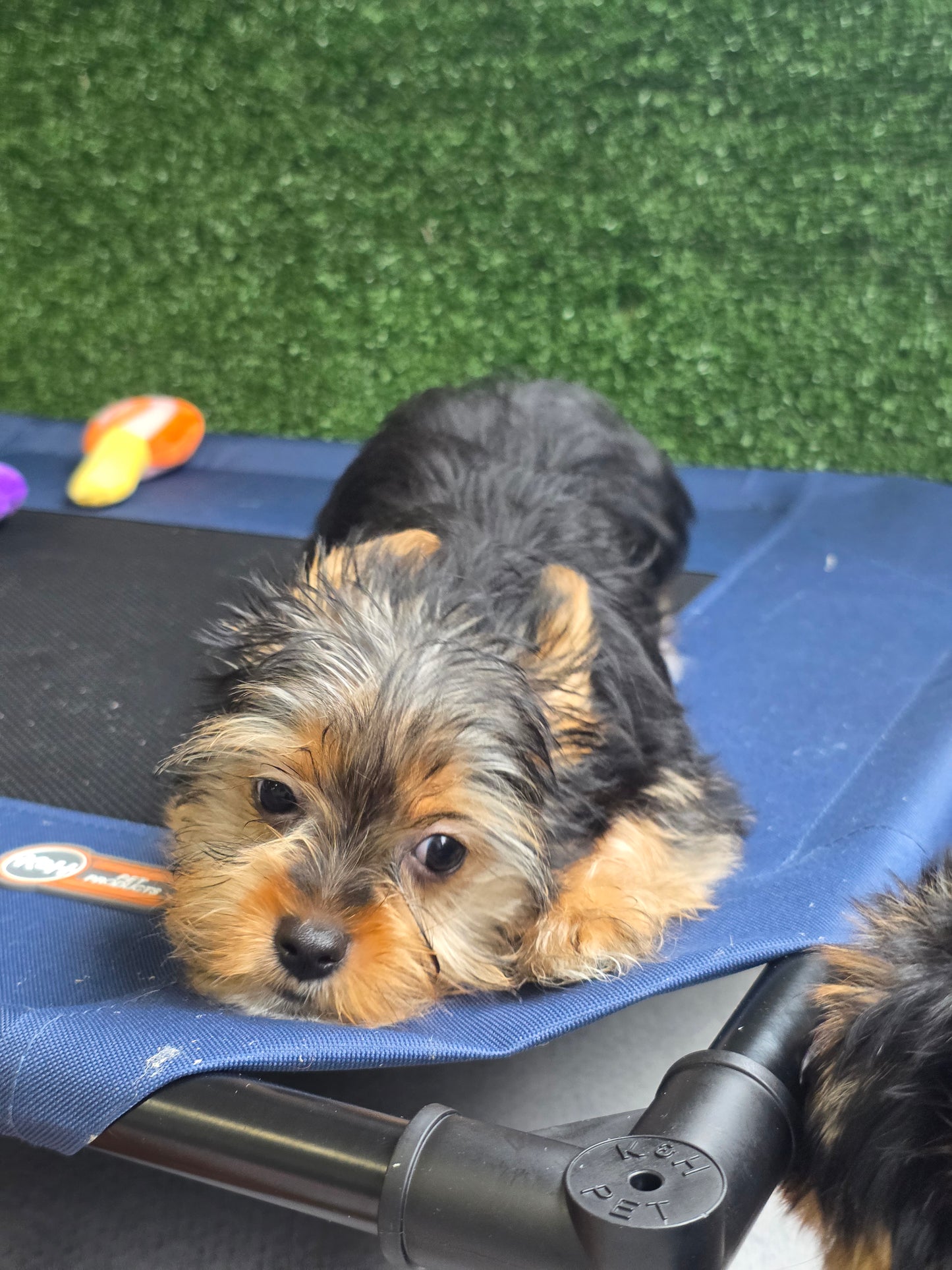 Yorkshire Terrier Puppy: Goopy