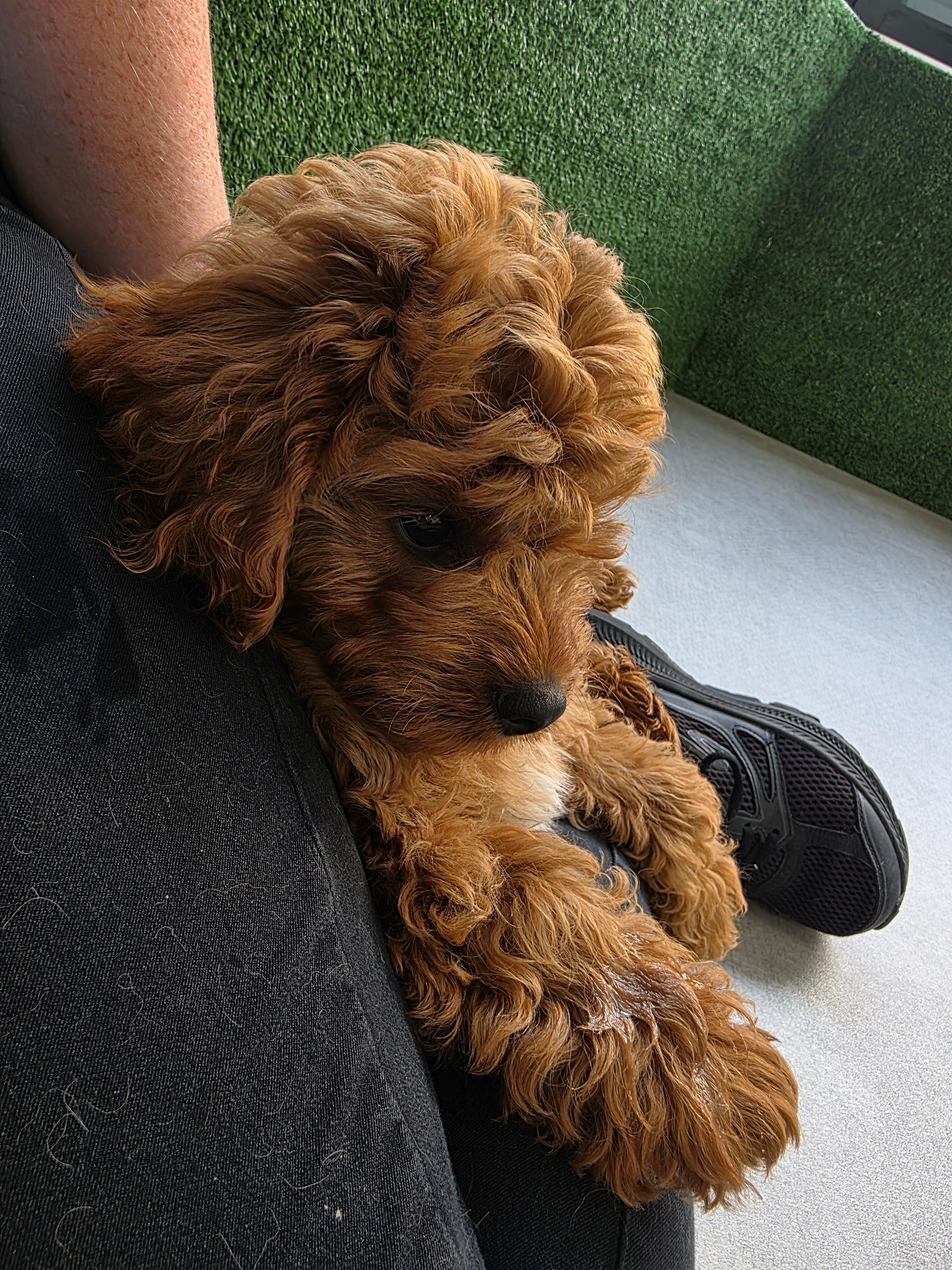Cavapoo Puppy: Copper