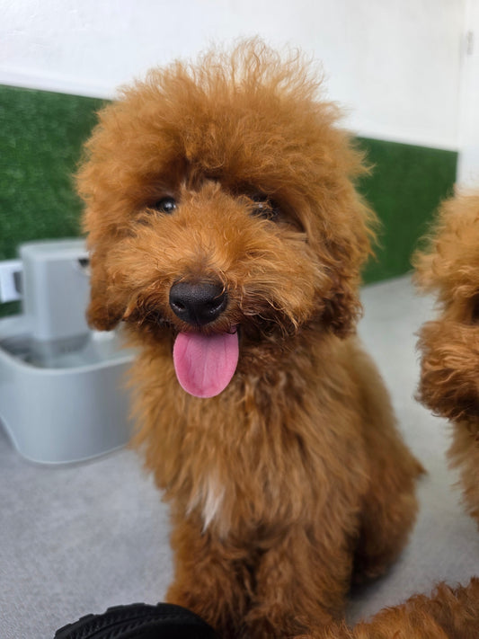 Toy Poodle Puppy: Apollo