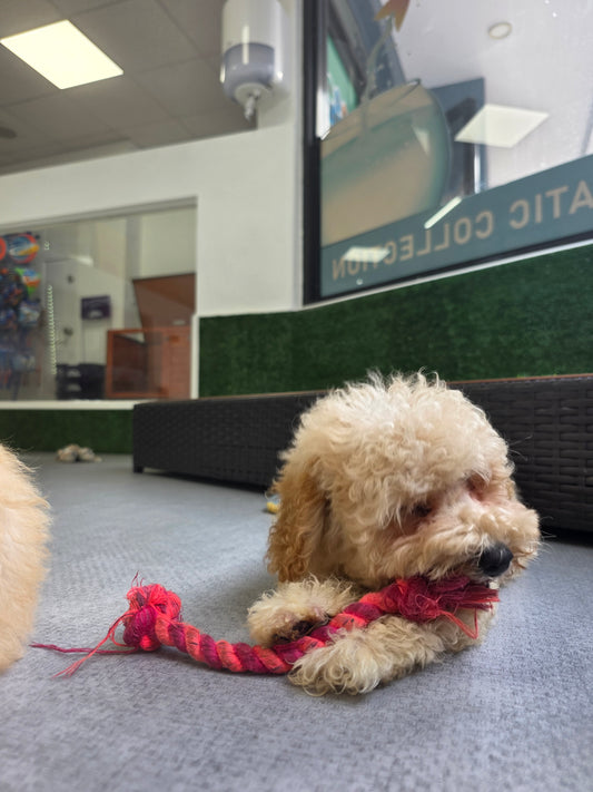 Maltipoo Puppy: Tater