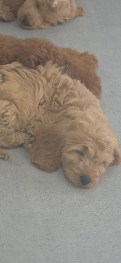 Cavapoo Puppy: Honey
