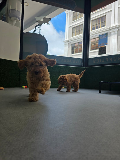 Cavapoo Puppy: Rusty