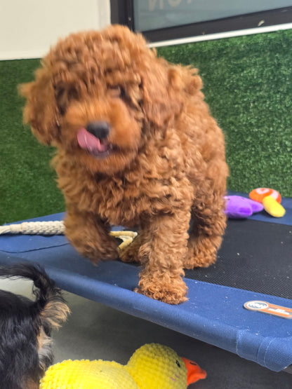 Toy Poodle Puppy: Gary RESERVED