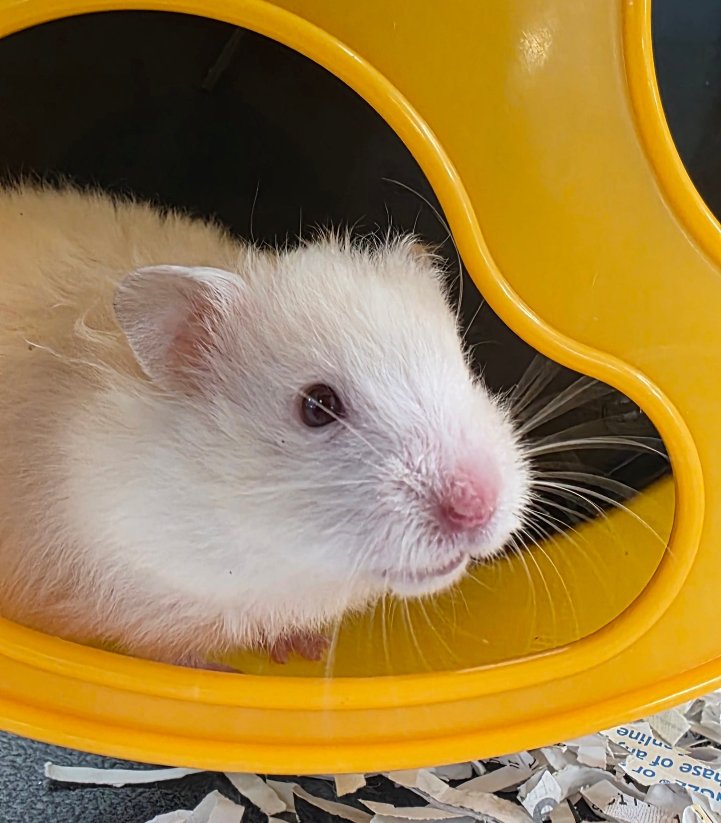 Teddy Bear Hamster