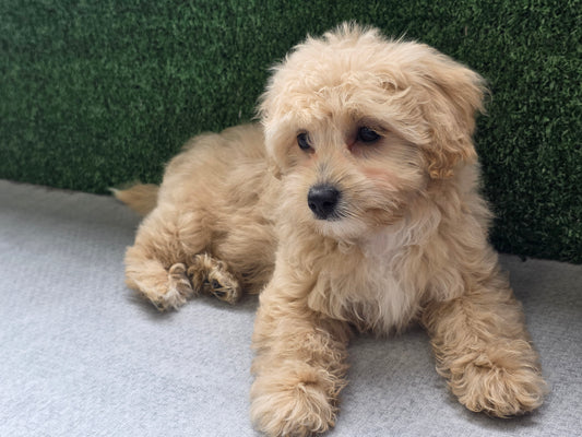 Maltipoo Puppy: Willow