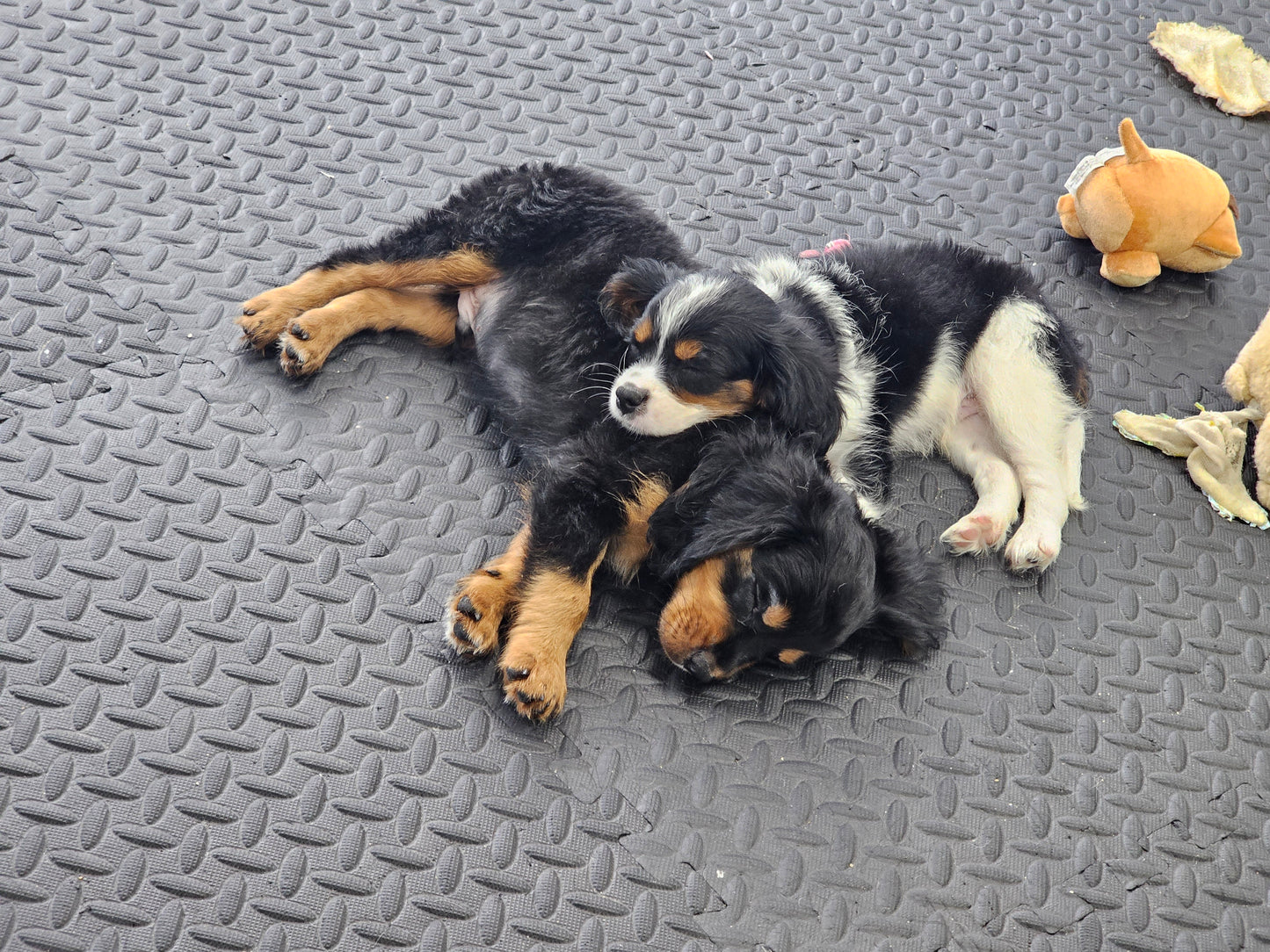 Sold! Cavapoo Puppy: Wave
