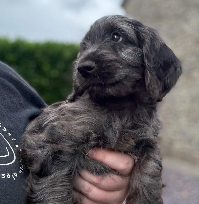 Cockapoo Puppy: Frank