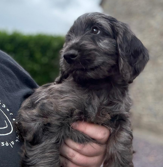 Cockapoo Puppy: Frank